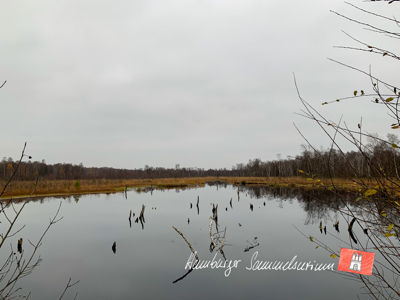Moorsee im Wittmoor am  16.11.2021 Moorsee im Wittmoor am  16.11.2021