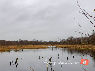 Moorsee im Wittmoor am  18.11.2021 Moorsee im Wittmoor am  18.11.2021