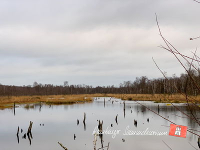 Moorsee im Wittmoor am  19.11.2021 Moorsee im Wittmoor am  19.11.2021