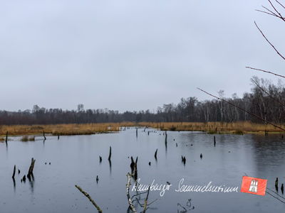Moorsee im Wittmoor am  26.11.2021 Moorsee im Wittmoor am  26.11.2021