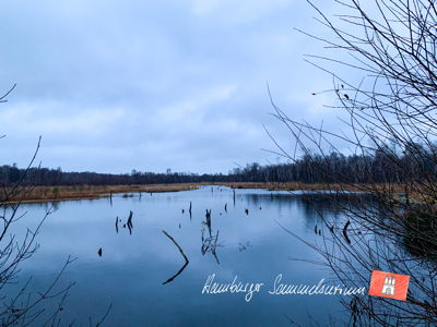 Moorsee im Wittmoor am  1.12.2021 Moorsee im Wittmoor am  1.12.2021