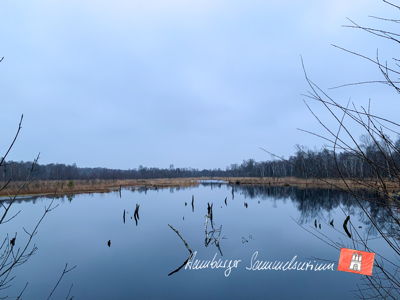 Moorsee im Wittmoor am  9.12.2021 Moorsee im Wittmoor am  9.12.2021