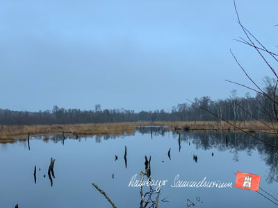 Moorsee im Wittmoor am  10.12.2021 Moorsee im Wittmoor am  10.12.2021