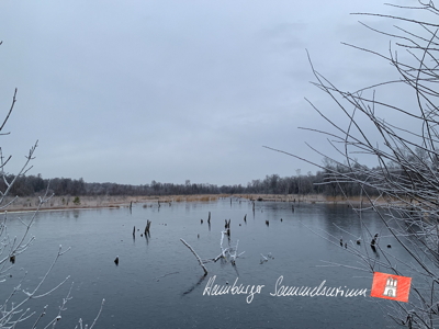 Moorsee im Wittmoor am  23.12.2021 Moorsee im Wittmoor am  23.12.2021