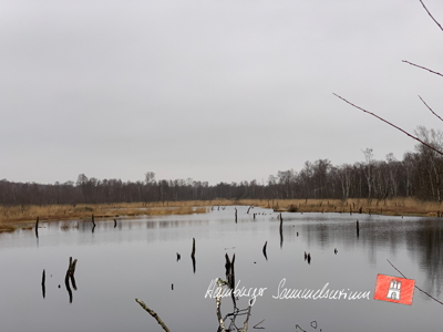 Moorsee im Wittmoor am  1.1.2022 Moorsee im Wittmoor am  1.1.2022