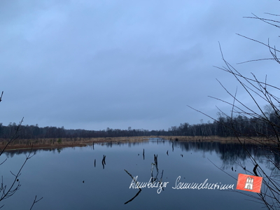 Moorsee im Wittmoor am  4.1.2022 Moorsee im Wittmoor am  4.1.2022