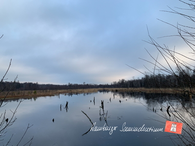 Moorsee im Wittmoor am  8.1.2022 Moorsee im Wittmoor am  8.1.2022