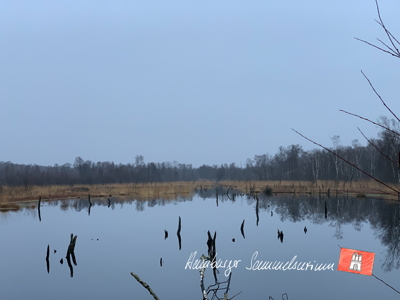 Moorsee im Wittmoor am  10.1.2022 Moorsee im Wittmoor am  10.1.2022