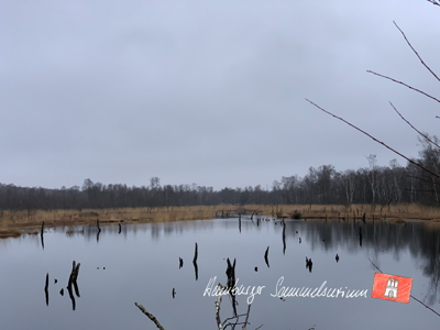 Moorsee im Wittmoor am  11.1.2022 Moorsee im Wittmoor am  11.1.2022