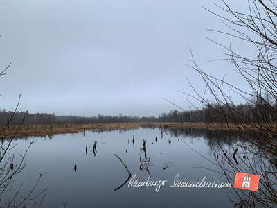 Moorsee im Wittmoor am  12.1.2022 Moorsee im Wittmoor am  12.1.2022