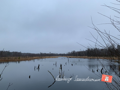 Moorsee im Wittmoor am  13.1.2022 Moorsee im Wittmoor am  13.1.2022