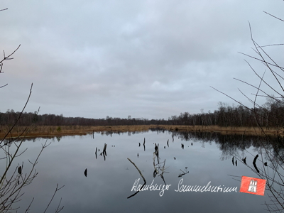 Moorsee im Wittmoor am  18.1.2022 Moorsee im Wittmoor am  18.1.2022