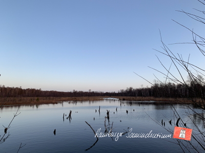 Moorsee im Wittmoor am  20.1.2022 Moorsee im Wittmoor am  20.1.2022