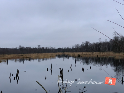 Moorsee im Wittmoor am  24.1.2022 Moorsee im Wittmoor am  24.1.2022