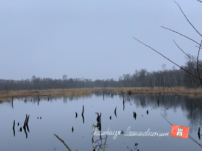 Moorsee im Wittmoor am  25.1.2022 Moorsee im Wittmoor am  25.1.2022