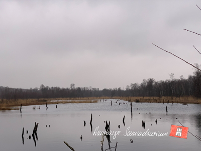 Moorsee im Wittmoor am  27.1.2022 Moorsee im Wittmoor am  27.1.2022