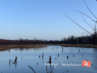 Moorsee im Wittmoor am  28.1.2022 Moorsee im Wittmoor am  28.1.2022