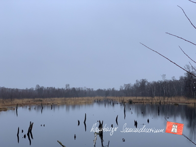 Moorsee im Wittmoor am  31.1.2022 Moorsee im Wittmoor am  31.1.2022