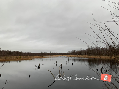 Moorsee im Wittmoor am  1.2.2022 Moorsee im Wittmoor am  1.2.2022