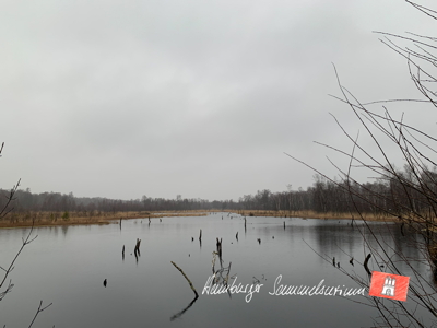 Moorsee im Wittmoor am  8.2.2022 Moorsee im Wittmoor am  8.2.2022