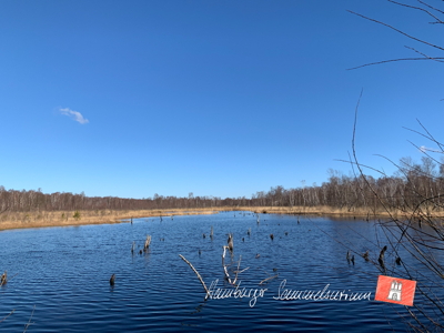 Moorsee im Wittmoor am 19.3.2022 Moorsee im Wittmoor am 19.3.2022