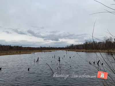 Moorsee im Wittmoor am 1.4.2022 Moorsee im Wittmoor am 1.4.2022