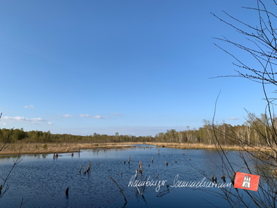 Moorsee im Wittmoor am 27.4.2022 Moorsee im Wittmoor am 27.4.2022
