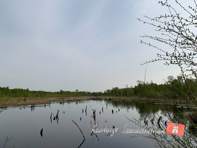 Moorsee im Wittmoor am 10.5.2022 Moorsee im Wittmoor am 10.5.2022