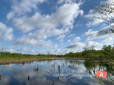 Moorsee im Wittmoor am 12.5.2022 Moorsee im Wittmoor am 12.5.2022