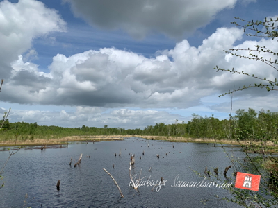 Moorsee im Wittmoor am 14.5.2022 Moorsee im Wittmoor am 14.5.2022