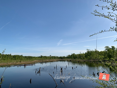 Moorsee im Wittmoor am 16.5.2022 Moorsee im Wittmoor am 16.5.2022