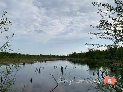 Moorsee im Wittmoor am 18.5.2022 Moorsee im Wittmoor am 18.5.2022