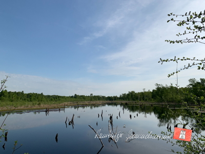 Moorsee im Wittmoor am 19.5.2022 Moorsee im Wittmoor am 19.5.2022