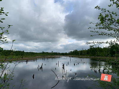 Moorsee im Wittmoor am 20.5.2022 Moorsee im Wittmoor am 20.5.2022