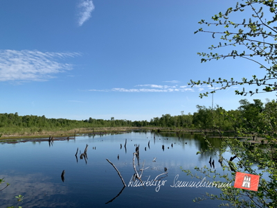 Moorsee im Wittmoor am 23.5.2022 Moorsee im Wittmoor am 23.5.2022