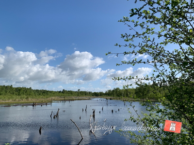 Moorsee im Wittmoor am 27.5.2022 Moorsee im Wittmoor am 27.5.2022
