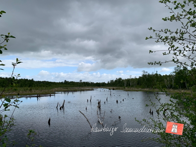 Moorsee im Wittmoor am 28.5.2022 Moorsee im Wittmoor am 28.5.2022