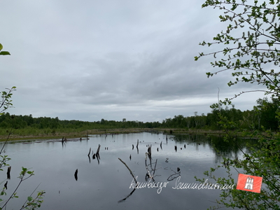 Moorsee im Wittmoor am 30.5.2022 Moorsee im Wittmoor am 30.5.2022