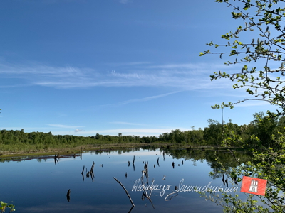 Moorsee im Wittmoor am 31.5.2022 Moorsee im Wittmoor am 31.5.2022