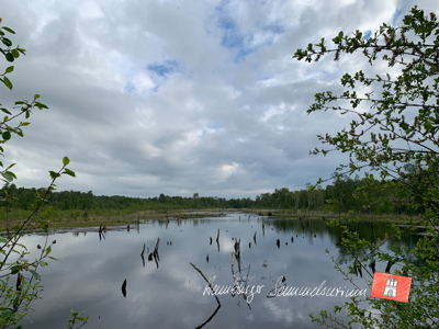 Moorsee im Wittmoor am 2.6.2022 Moorsee im Wittmoor am 2.6.2022