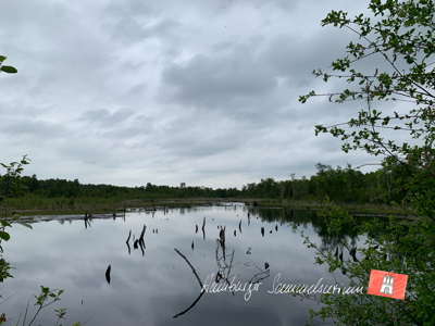 Moorsee im Wittmoor am 7.6.2022 Moorsee im Wittmoor am 7.6.2022