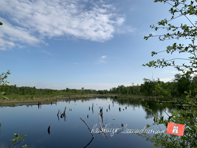 Moorsee im Wittmoor am 8.6.2022 Moorsee im Wittmoor am 8.6.2022