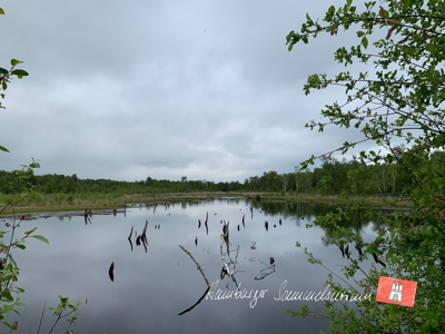Moorsee im Wittmoor am 9.6.2022 Moorsee im Wittmoor am 9.6.2022