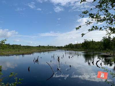 Moorsee im Wittmoor am 13.6.2022 Moorsee im Wittmoor am 13.6.2022