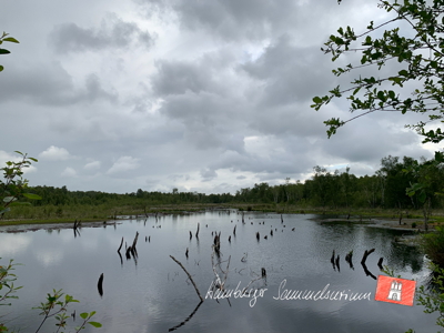 Moorsee im Wittmoor am 20.6.2022 Moorsee im Wittmoor am 20.6.2022