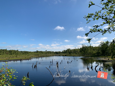 Moorsee im Wittmoor am 21.6.2022 Moorsee im Wittmoor am 21.6.2022