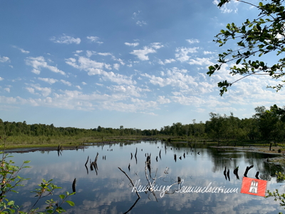 Moorsee im Wittmoor am 24.6.2022 Moorsee im Wittmoor am 24.6.2022