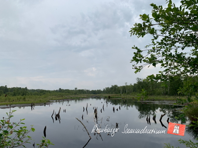 Moorsee im Wittmoor am 27.6.2022 Moorsee im Wittmoor am 27.6.2022