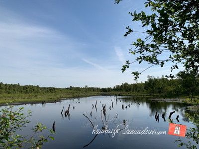 Moorsee im Wittmoor am 29.6.2022 Moorsee im Wittmoor am 29.6.2022