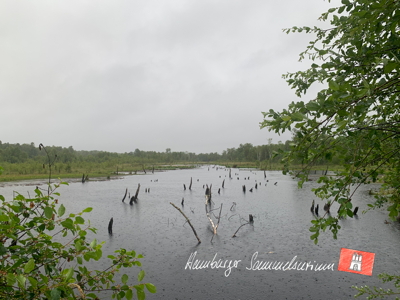 Moorsee im Wittmoor am 1.7.2022 Moorsee im Wittmoor am 1.7.2022